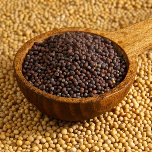 Mustard seeds black & yellow