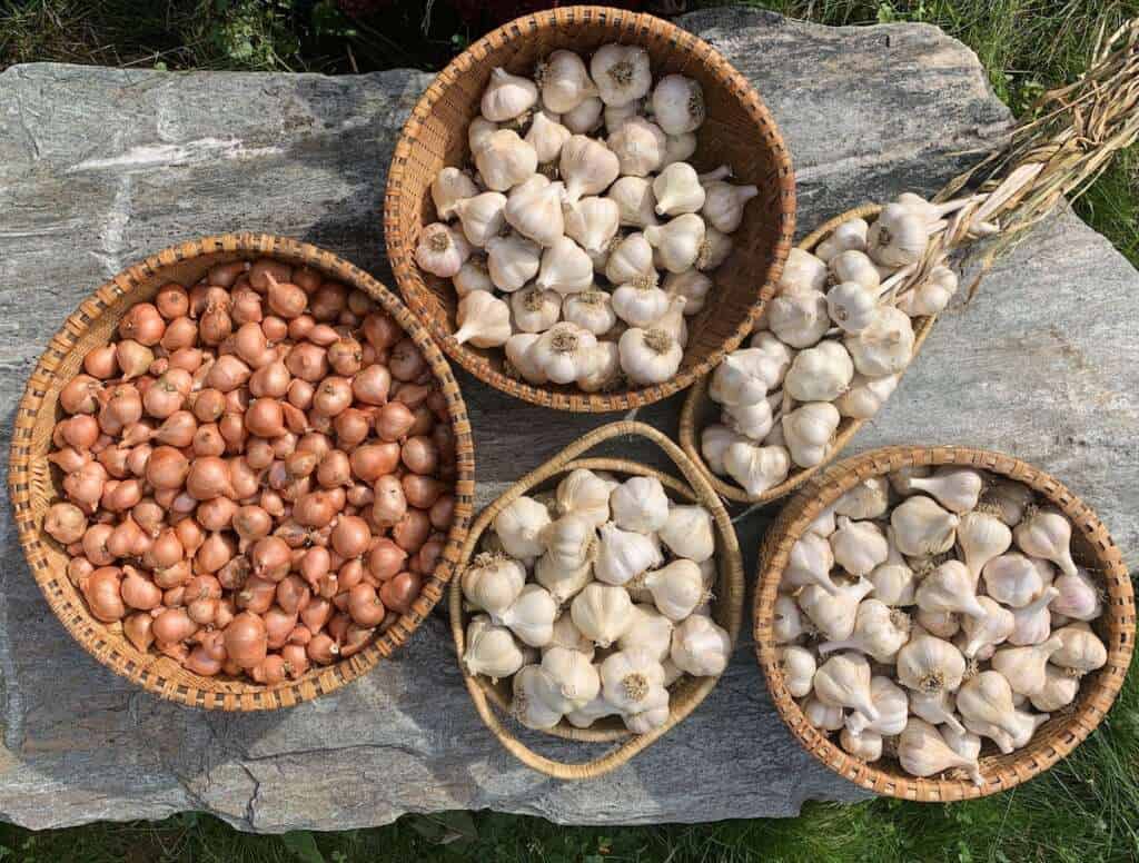 Mahuva: India’s Hub for Dehydrated Onion & Garlic Products Export